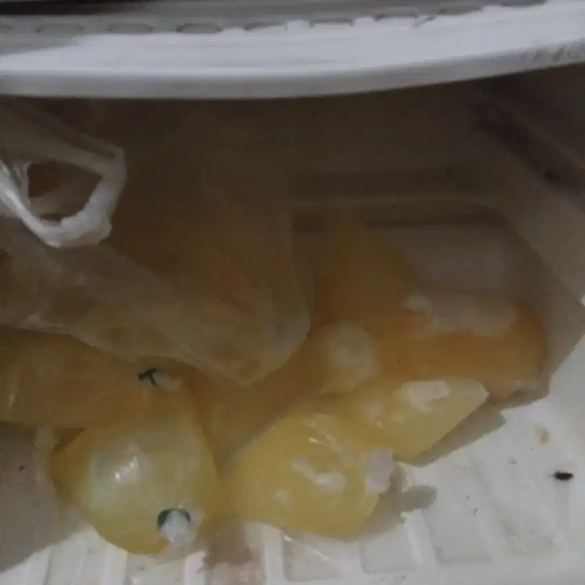 Putih telur beku tapi di jamin msh fresh