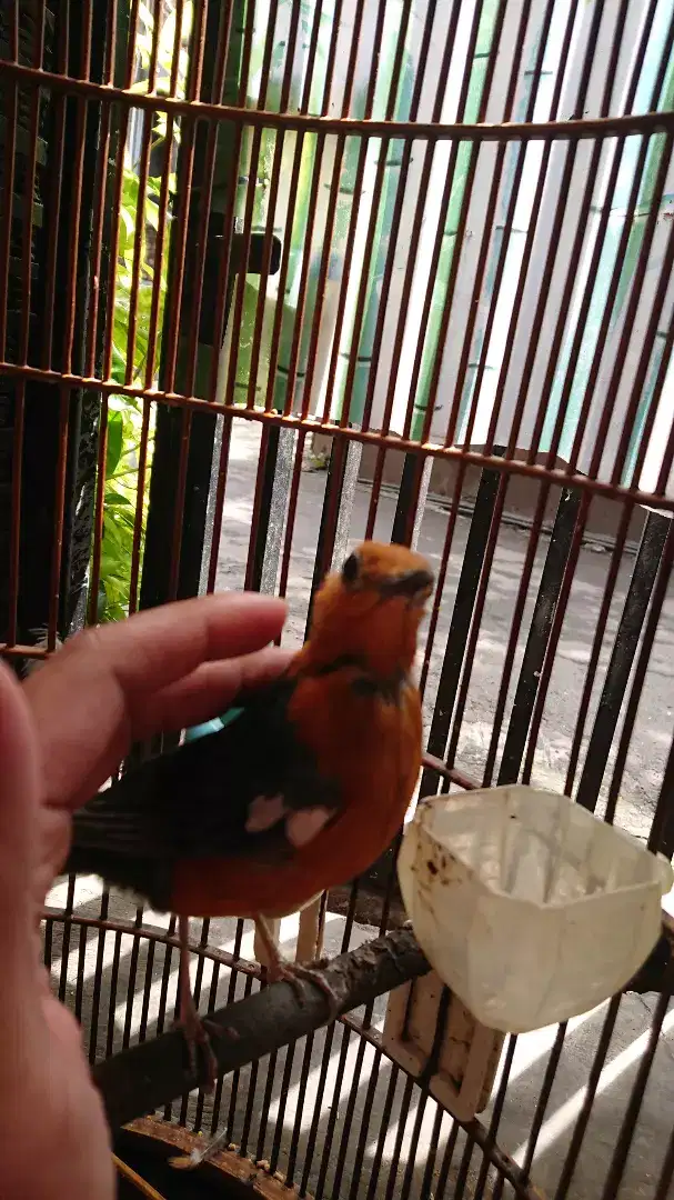 Anis merah dan sangkar