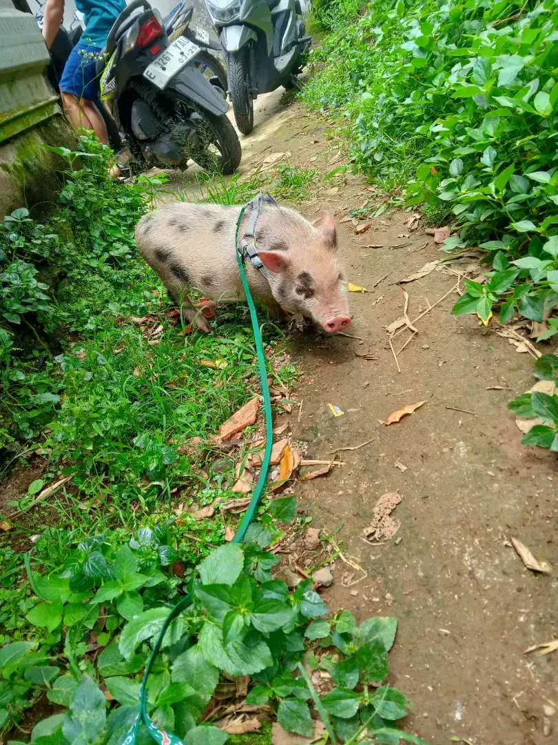 micropig ( babi mini )