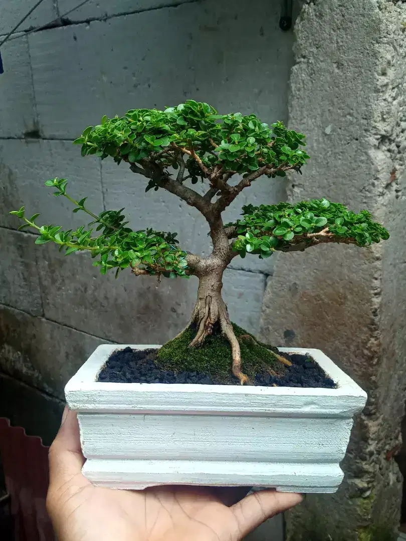 Bonsai Sancang The Max