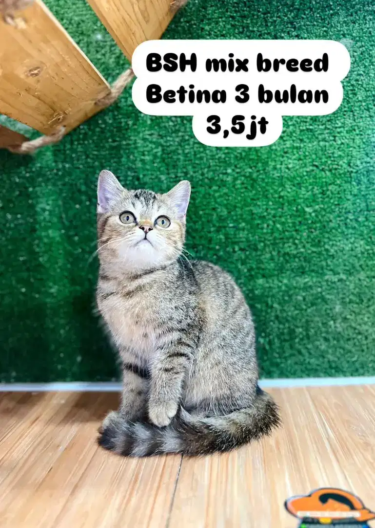 kucing kucing kitten lucu lucu bisa diantar