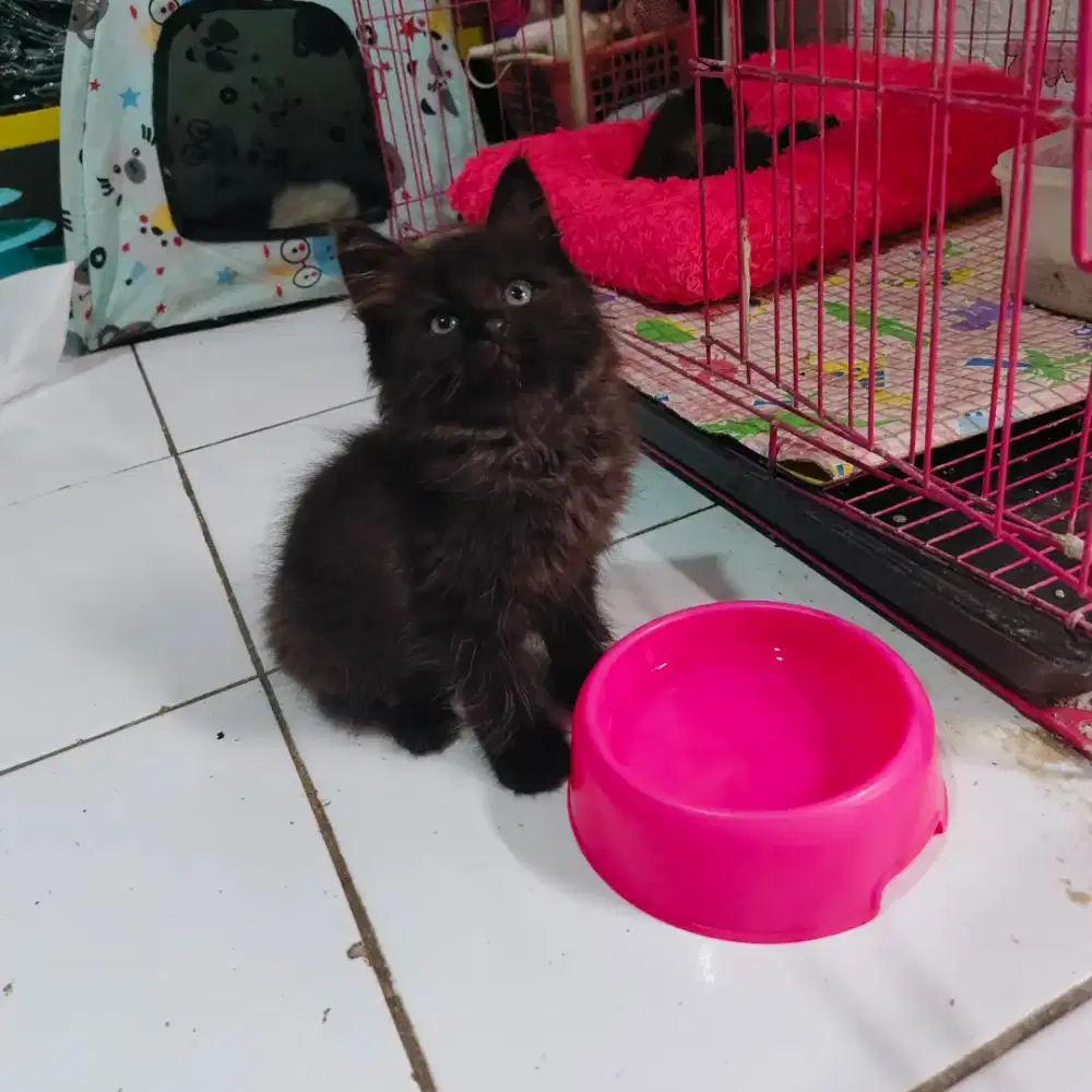 Anak kucing hitam blacksmoke
