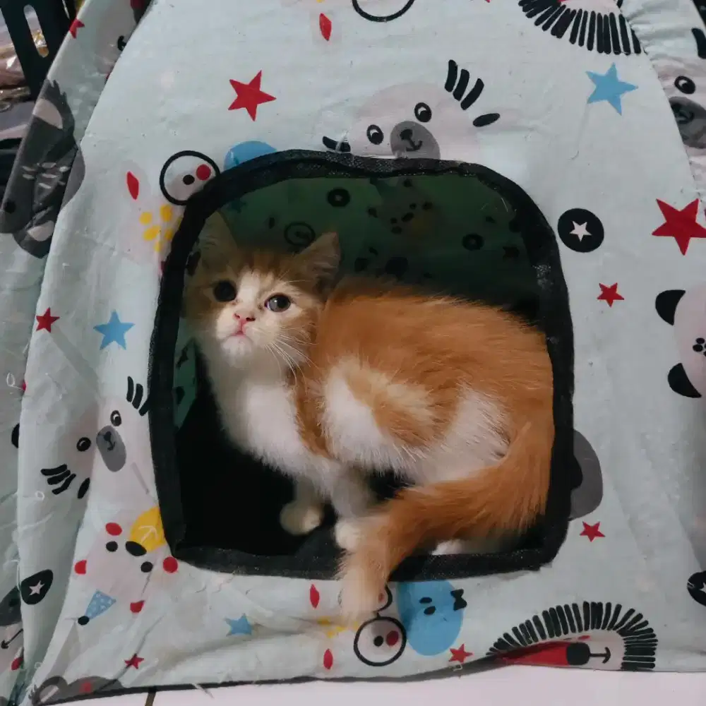 Kitten oyen putih lucu