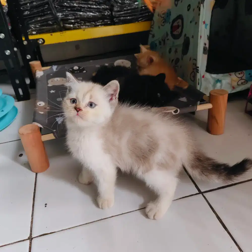 Kucing Himalaya flatnose