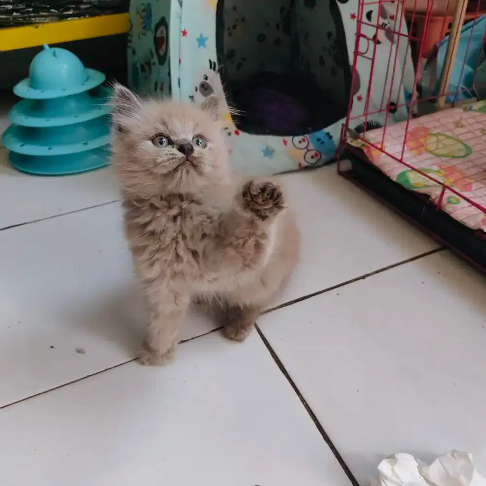 Kucing Himalaya coklat