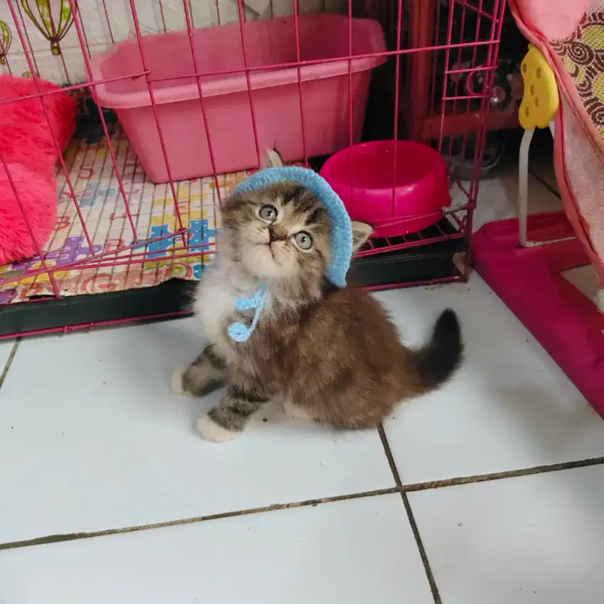 Anak kucing lucu