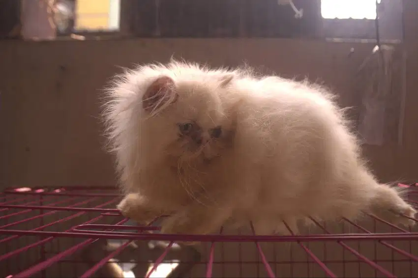 KITTEN PERSIA PEAK NOSE DAN FLAT NOSE
