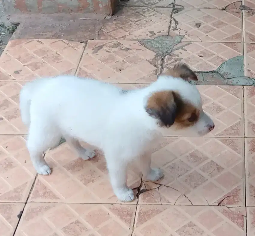 Anak Anjing Cakep