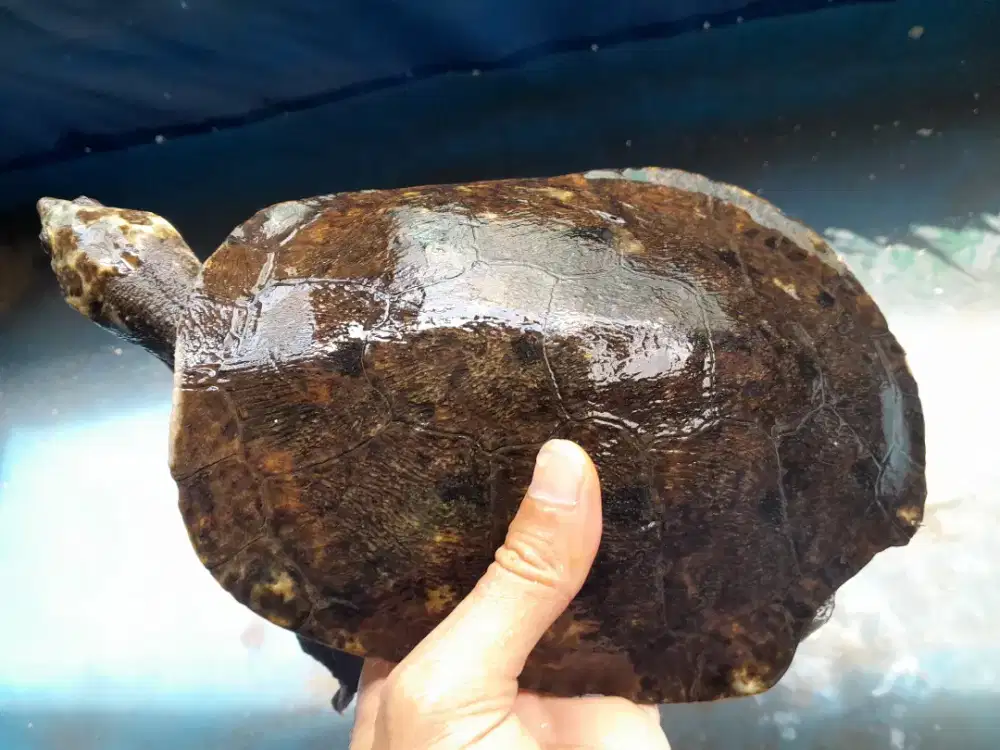 Kura Daput dada putih betina