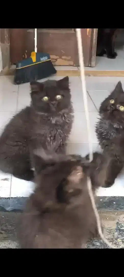 Kucing Persian Flatnose Bulu Kapas Kitten