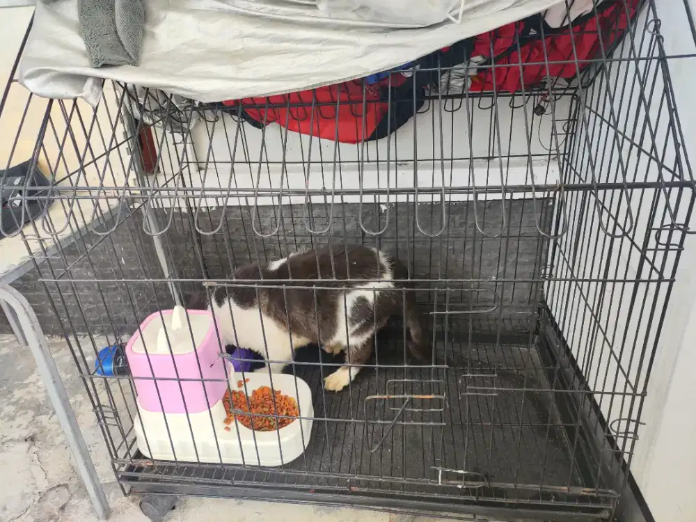 Kandang kucing besar