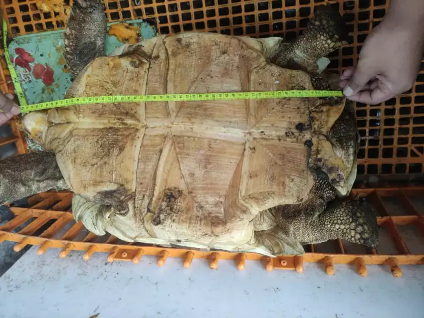 Kura kura  sulcata