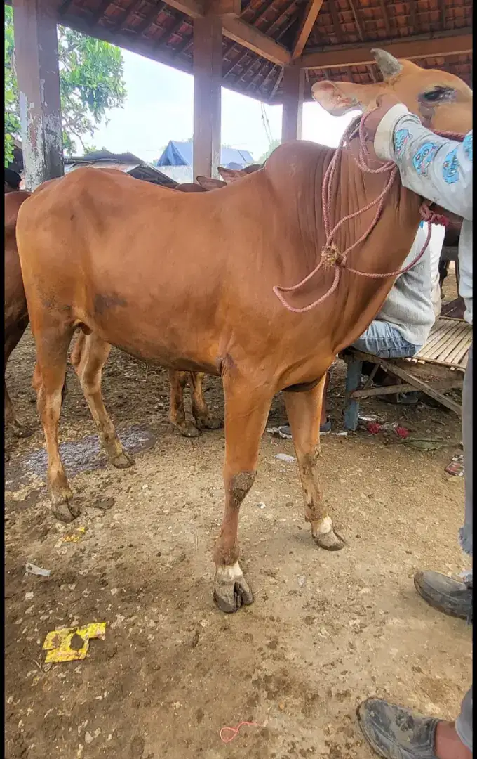 Sapi qurban ekonomis bobot 200kg an