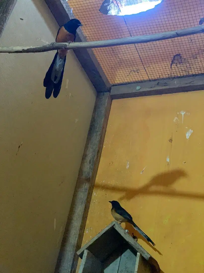 Murai Batu Sepasang