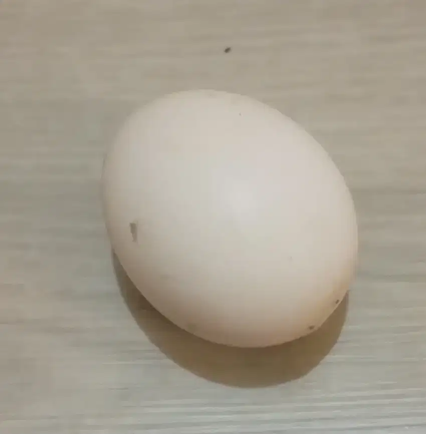Sedia telur ayam kampung arab fresh langsubg dari kandang