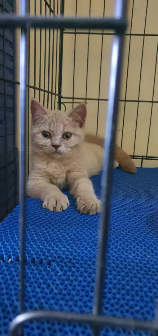 Kitten BSH Betina Warna Lilac