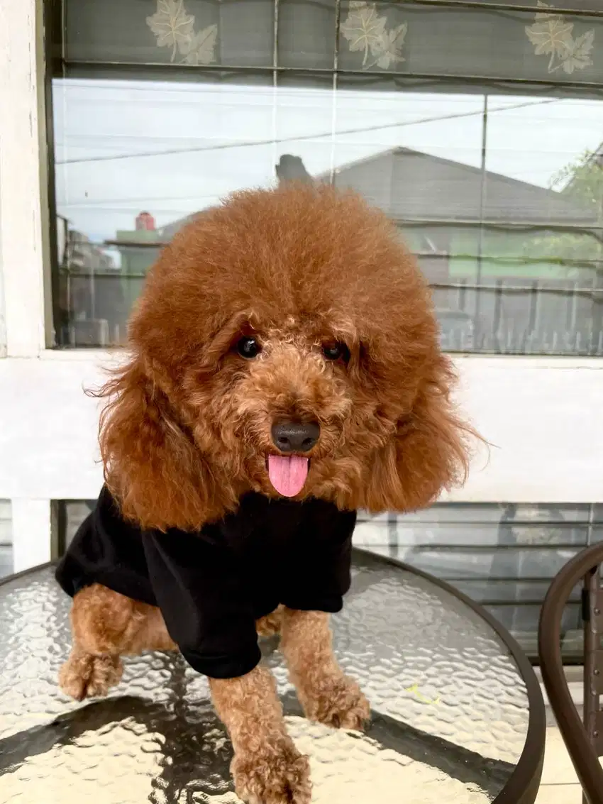 1 anjing puddle jantan umur 2 tahun