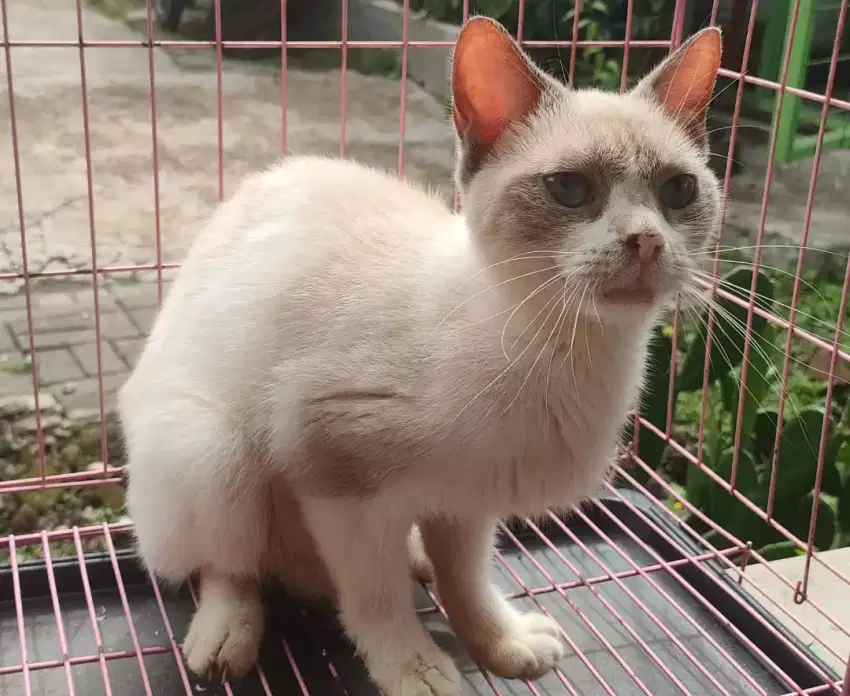 Kucing Siam Betina