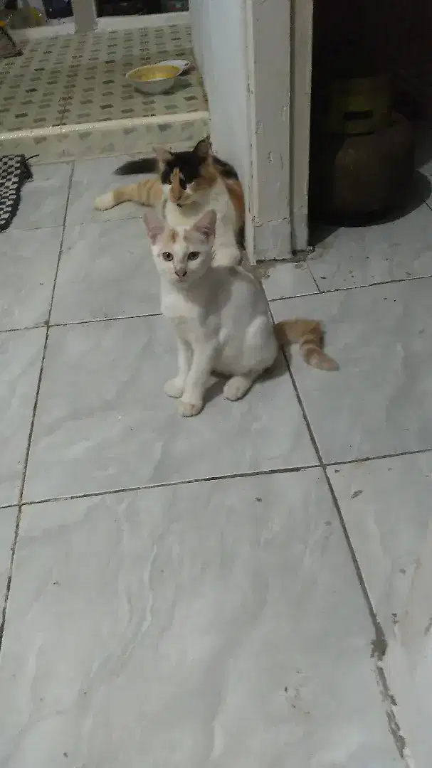 Kitten Persia Jantan 4 bulan.