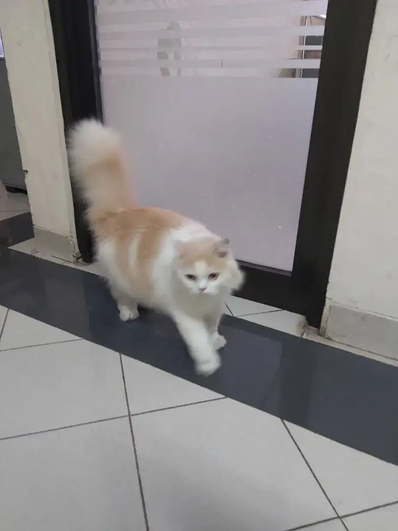 Kucing persia jantan super gembul