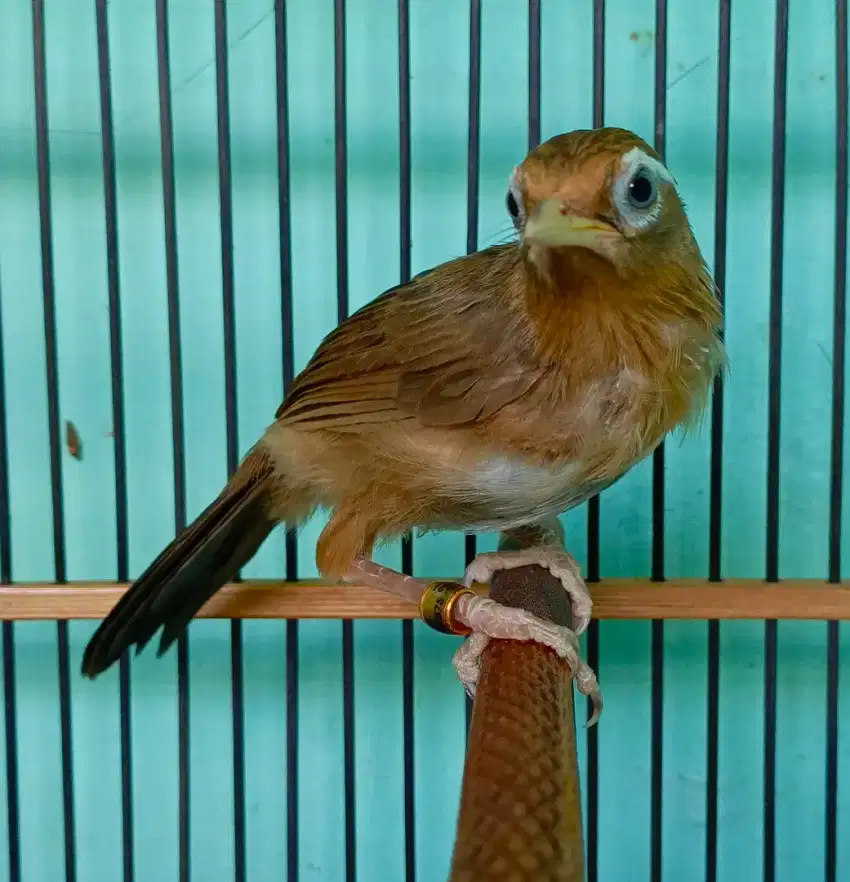 wambi anak jinak total