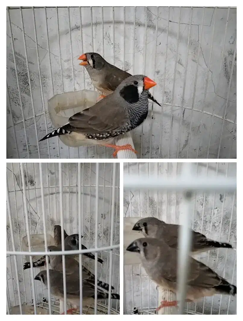 Zebra Finch sepasang indukan gendong anak 4 ekor