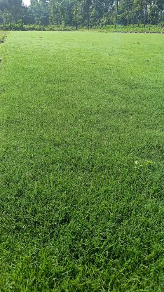 Jual rumput lapangan sepak bola kebumen termurah