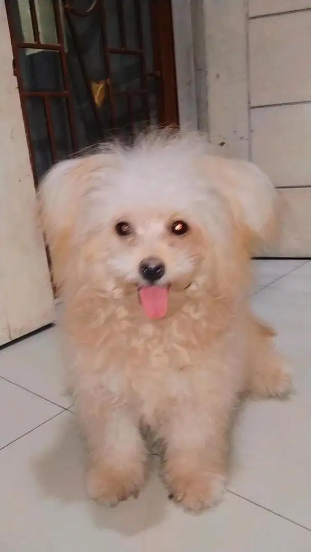 open adopsi anjing