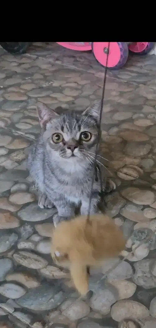 Open Adopsi Kucing Muchkin