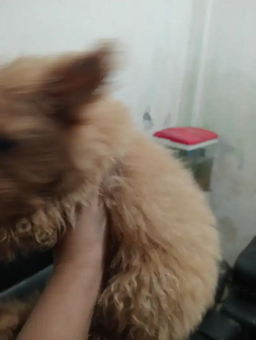 Mix poodle jantan size pendek dan mini banyak bulunya