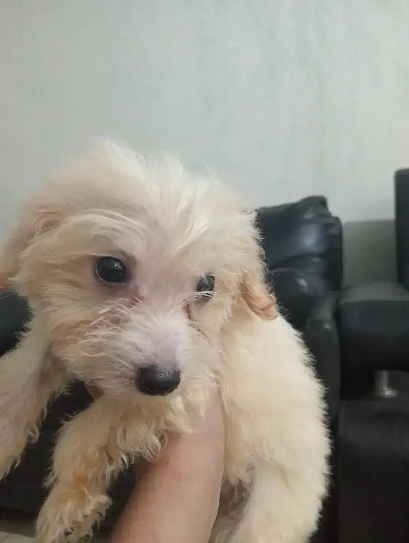 Mix poodle jantan size mini kecil dan pendek banyak bulu