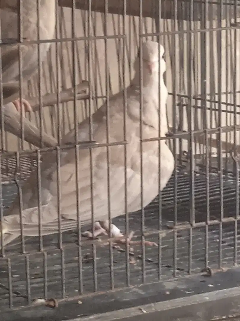 Anakan puter pelung