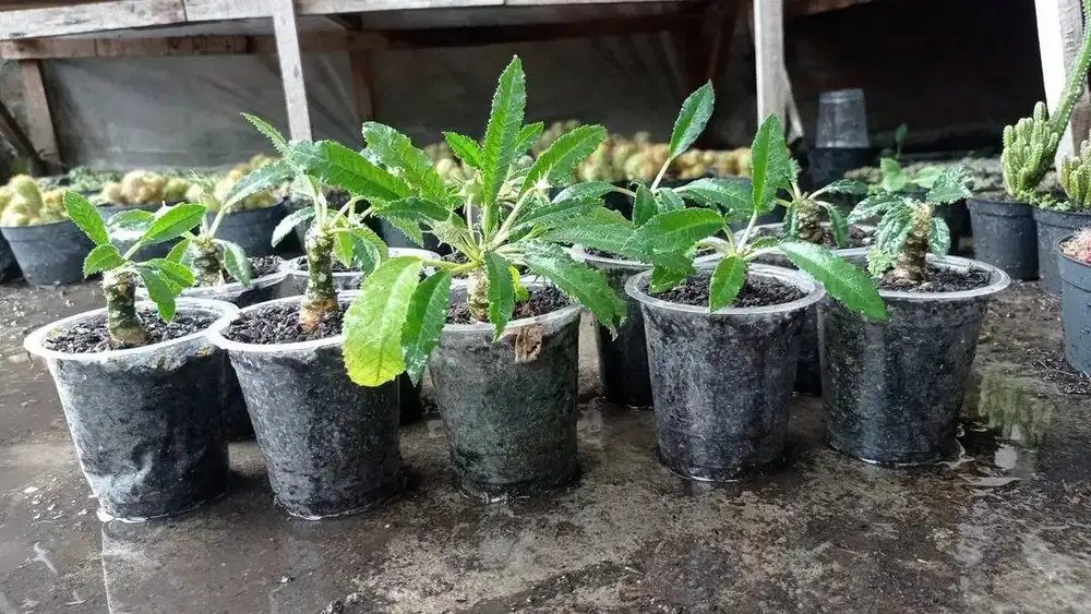 Tanaman Hias Dorstenia Crispa