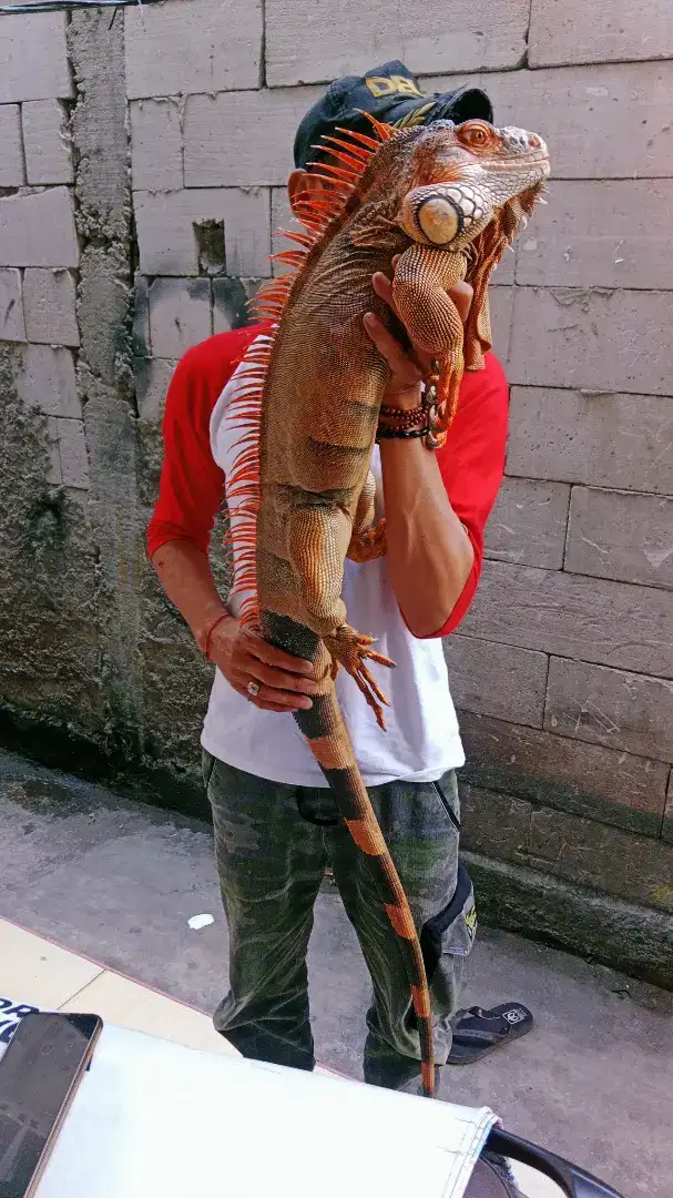 Super red iguana jantan