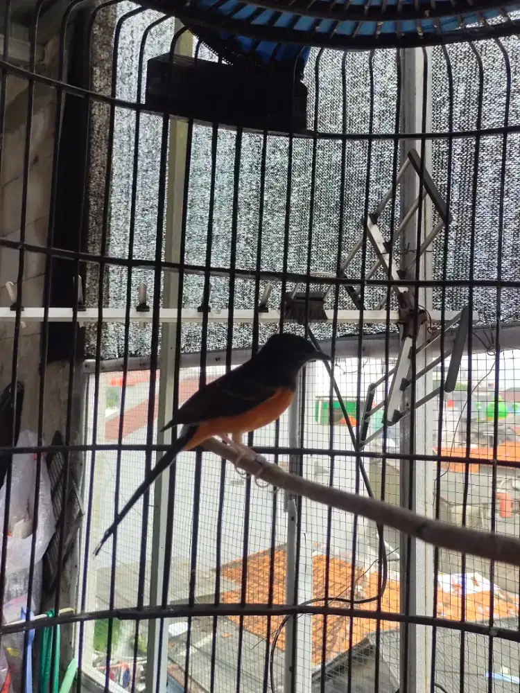 Trotol dan pastol murai