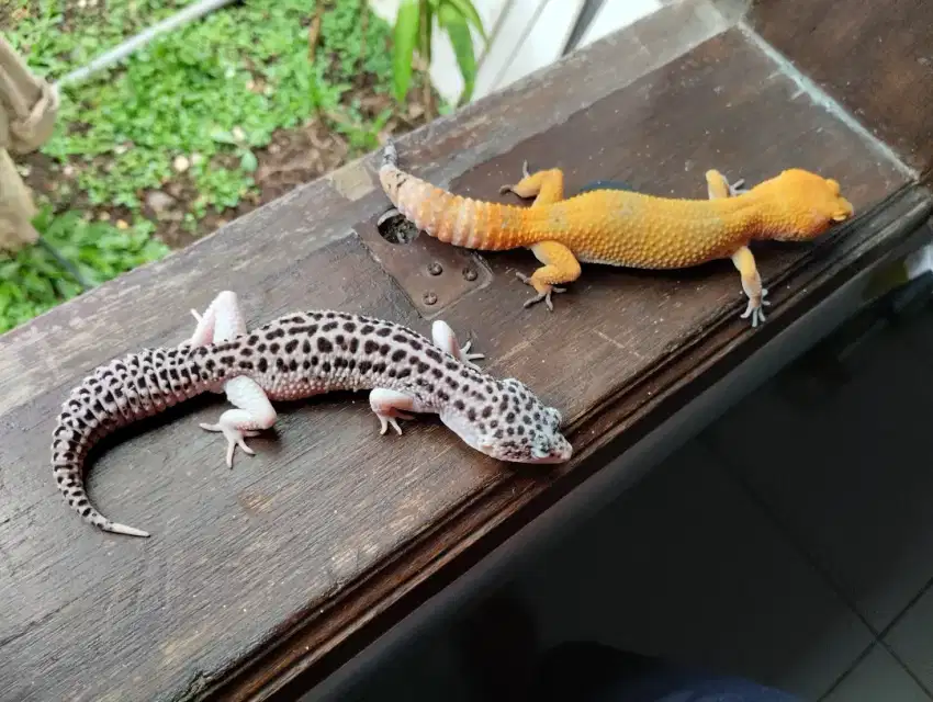 Leopard gecko sepasang data lengkap