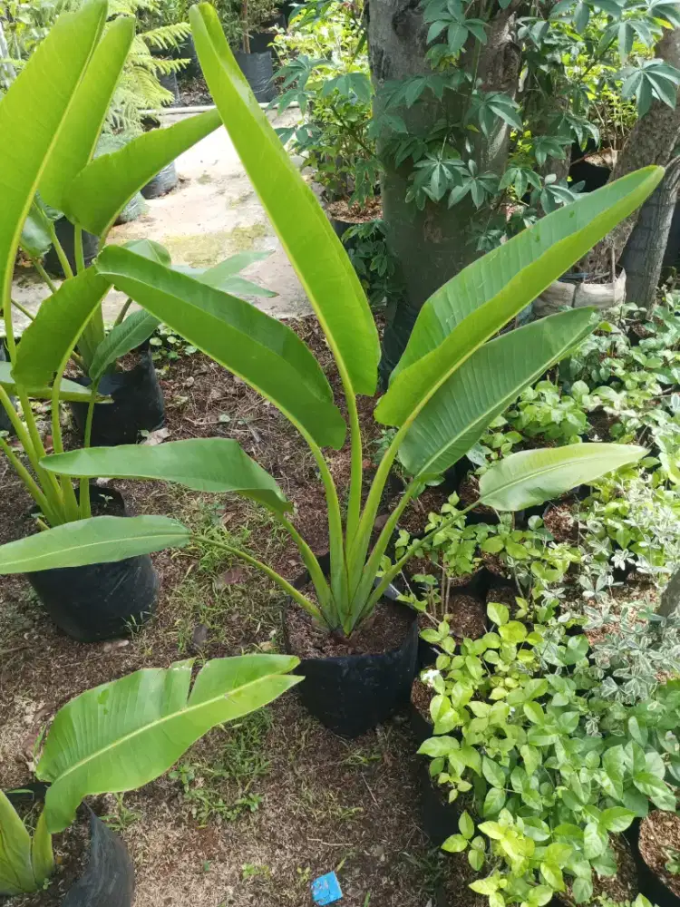 Pohon pisang kipas 1 meter