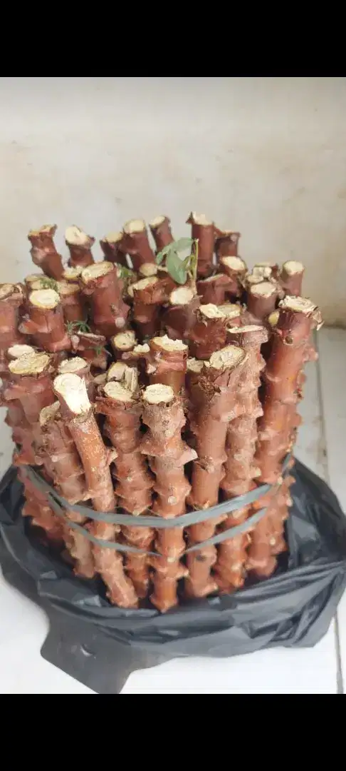 Bibit singkong kuning keju ngeprul
