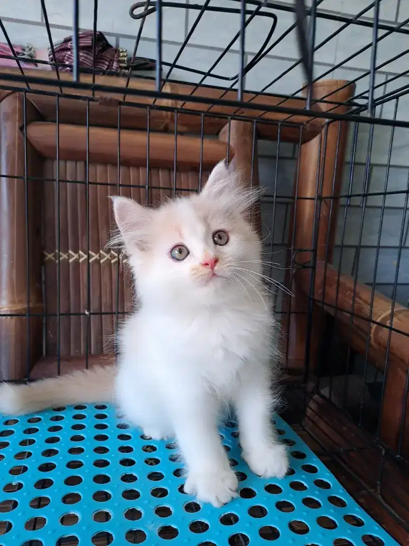 Anak kucing anggora/kitten flatnose /kucing persia jantan