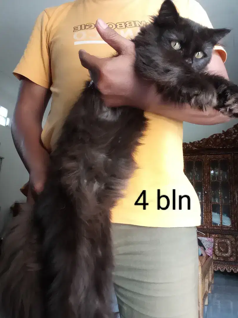 Siap adopsi minat user profil