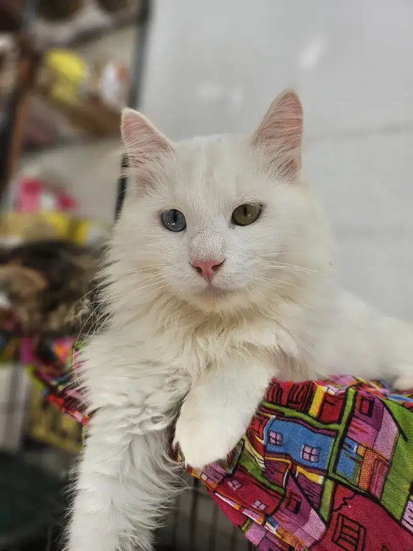Mainecoon Jantan Putih Solid Odd Eye Biru Kuning Usia 9bulan