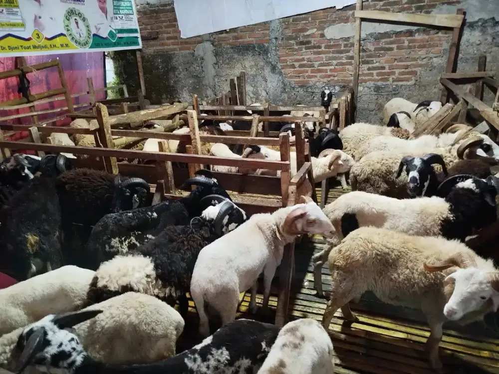 Domba Kurban Idul Adha
