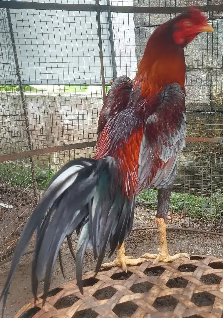 Ayam Muda Kelabu Api