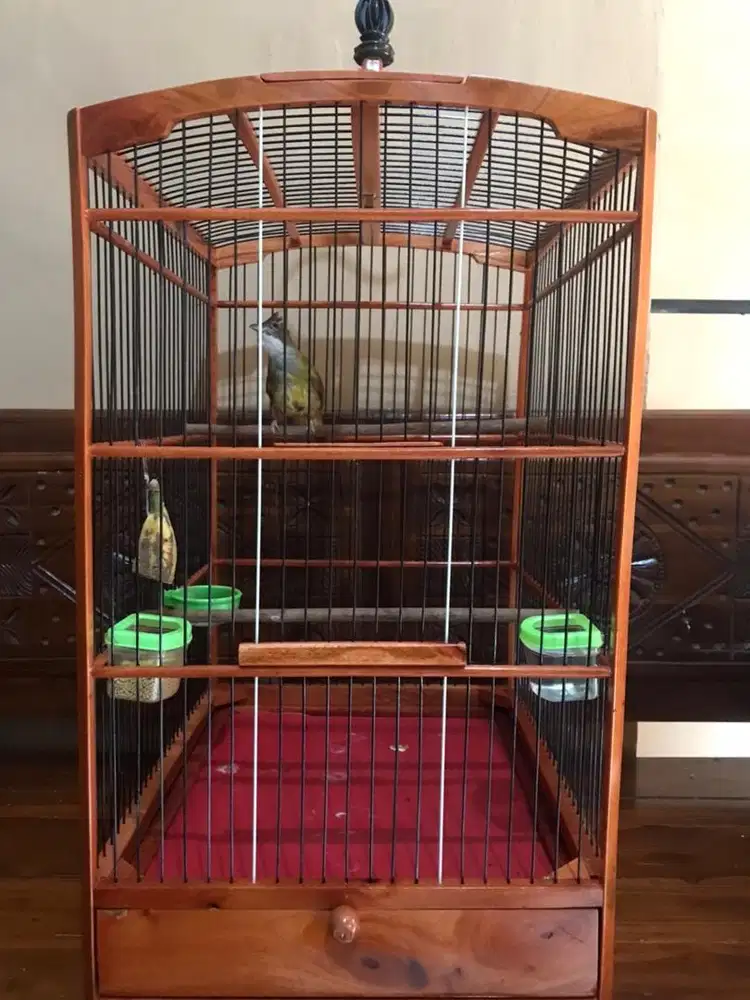 cucak jenggot lokal masteran gacoan mu