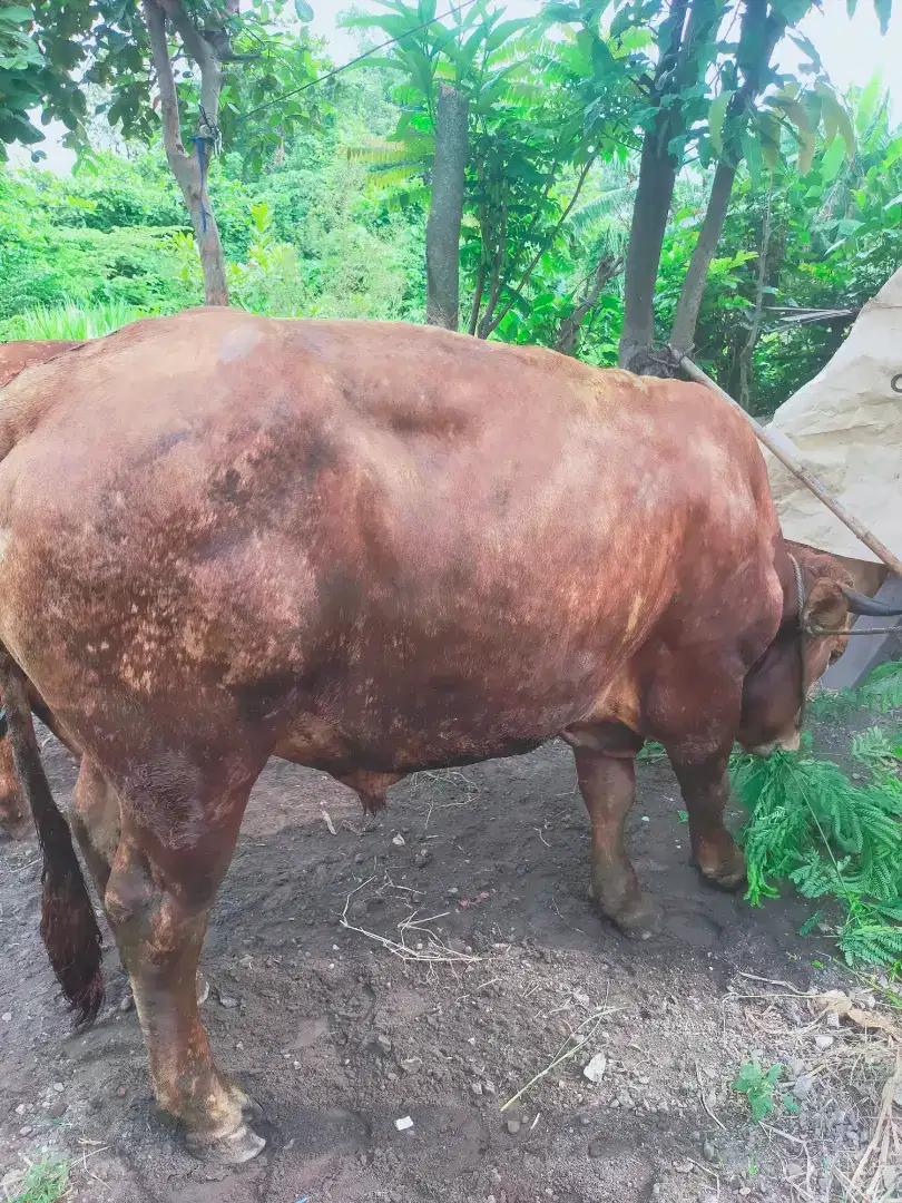 Sapi gemuk dan besar