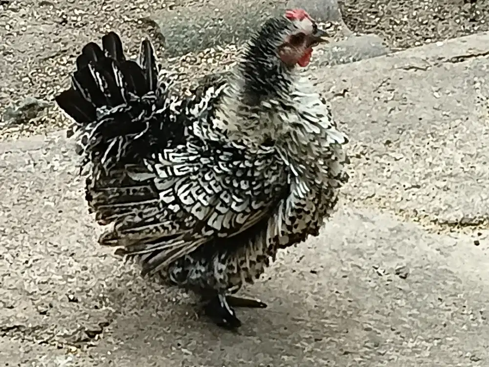 Ayam betina indukan bulu walik