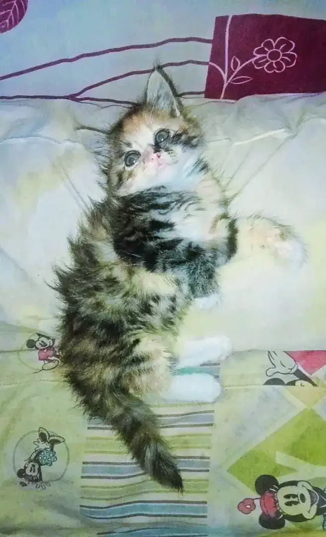 Kitten persia calico usia 2 bulan gemoy