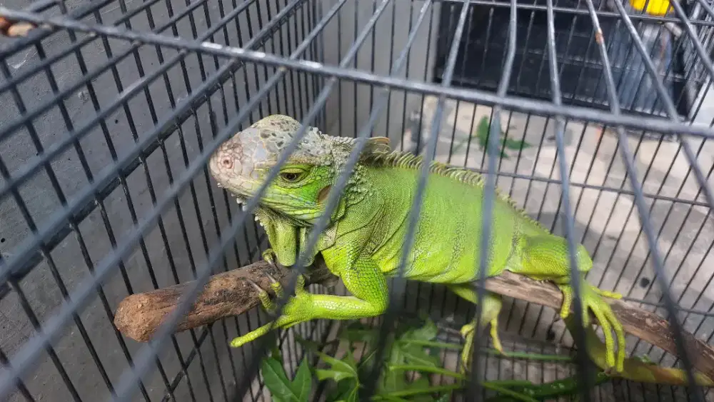 Dijual iguana Hijau, Iguana green