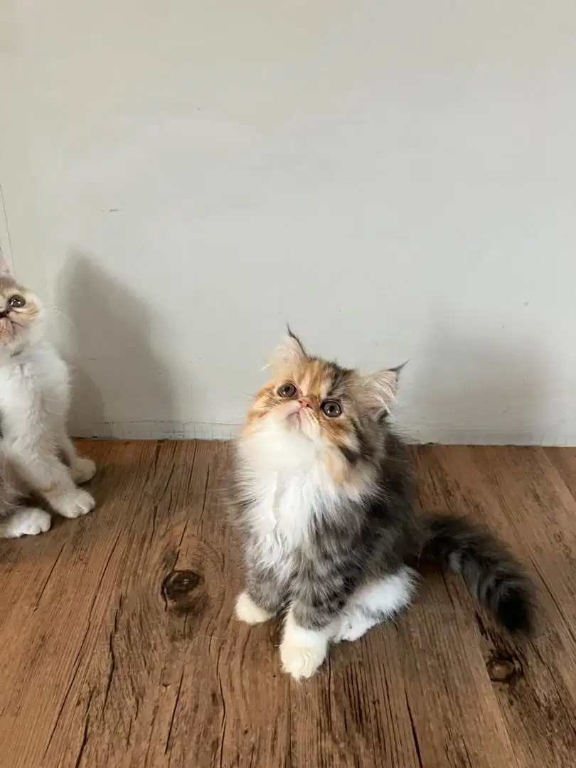 Kitten Persia Longhair Tortie