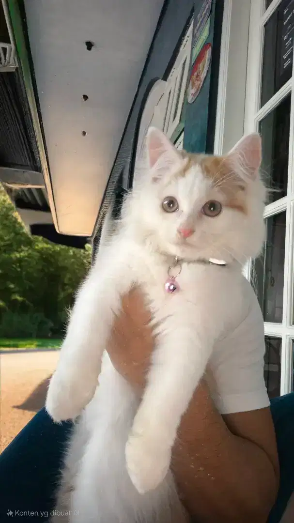 Kitten Anggora Jantan 7bln